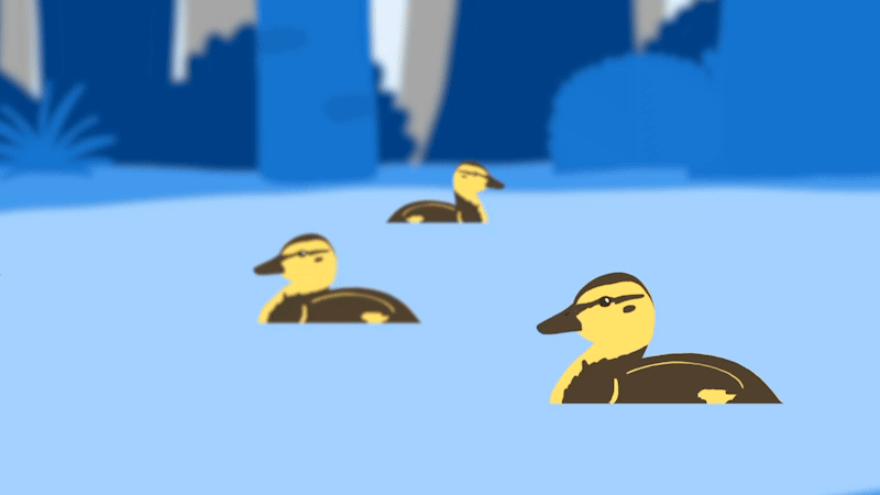 Where do ducklings grow best? — What I study as a PhD in Ecology